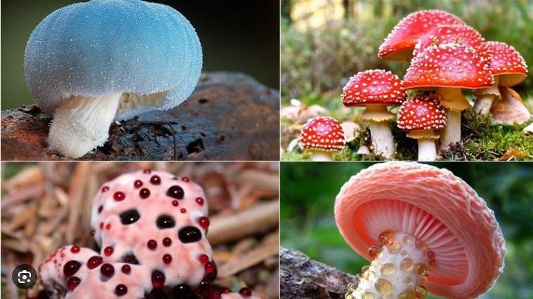 Nấm rất giàu protein, vitamin và khoáng chất nhưng không phải loại nấm nào cũng tốt và an toàn với người sử dụng.