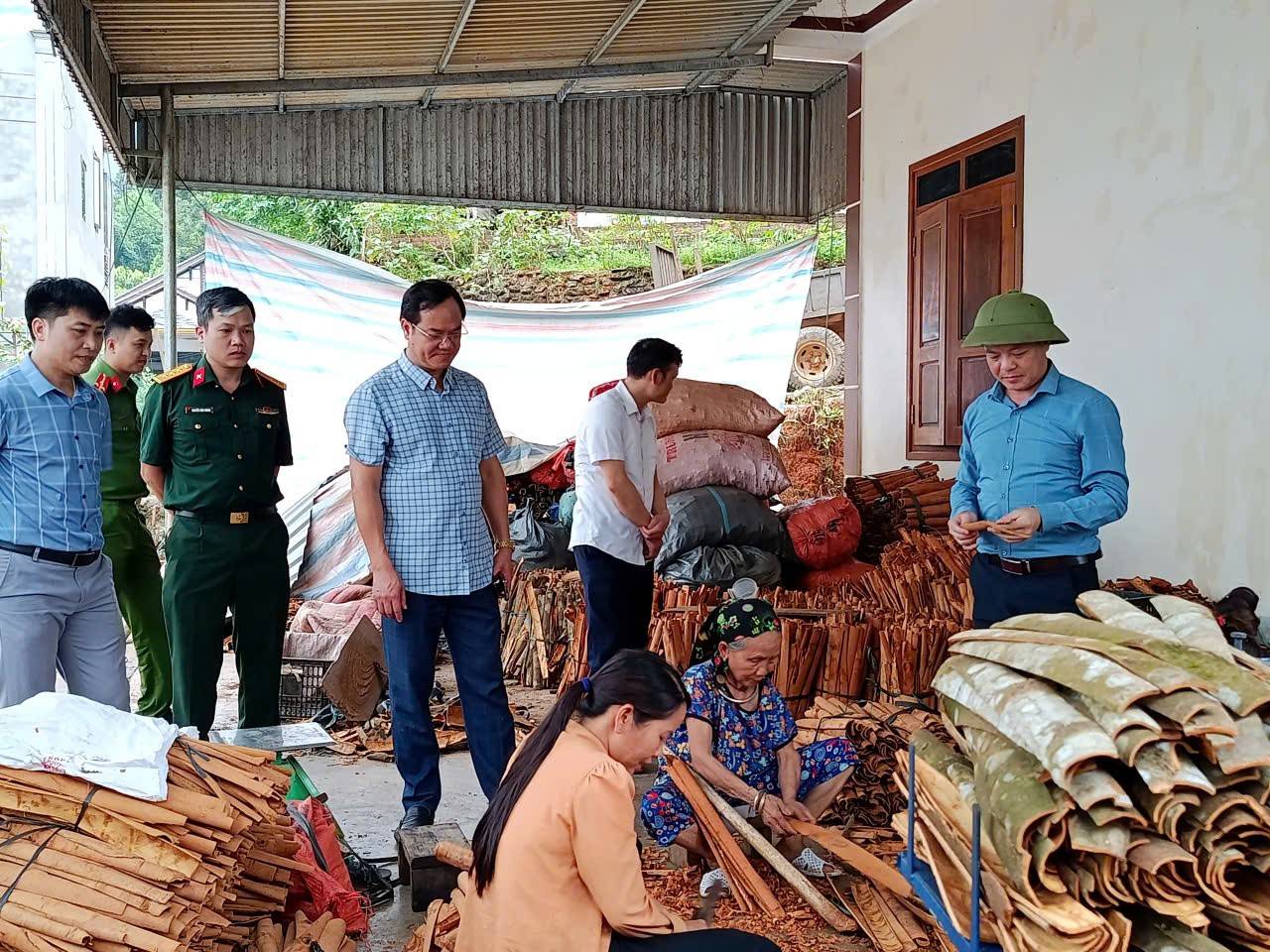 Đoàn công tác cũng đến kiểm tra việc phát triển mô hình khai thác, sơ chế quế tại một số hộ dân trong thôn