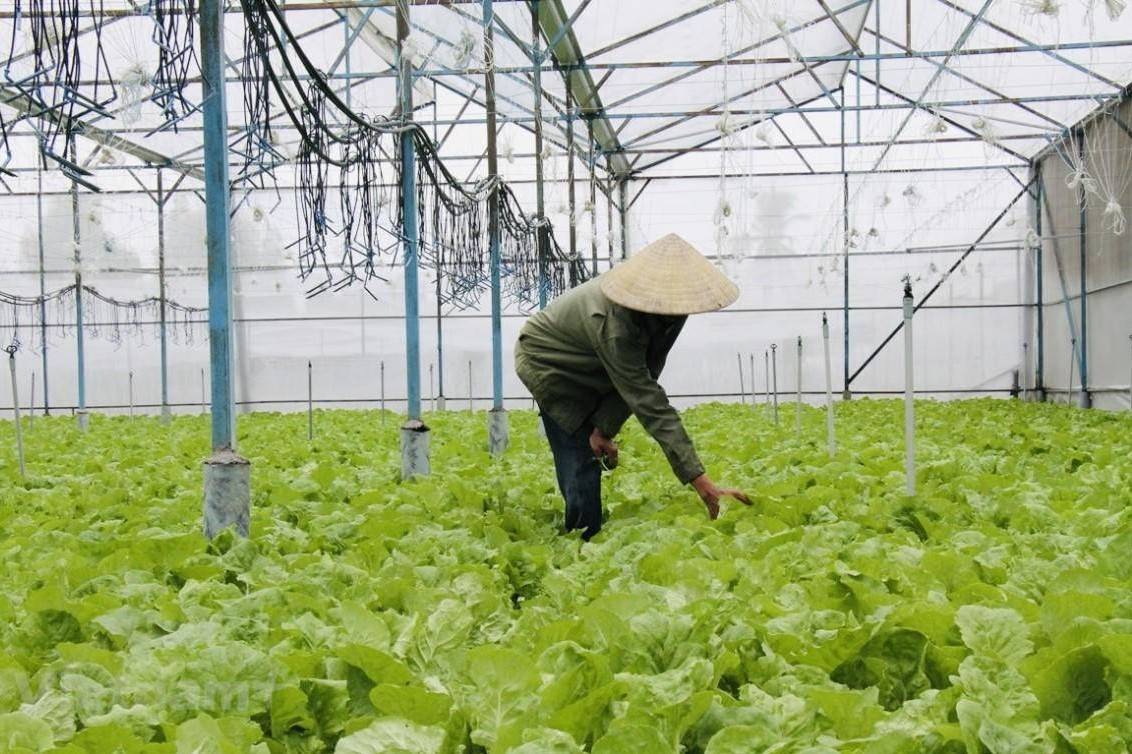 TP. Hồ Chí Minh thúc đẩy đào tạo “nông dân số”, phấn đấu hơn 85% lao động có việc làm