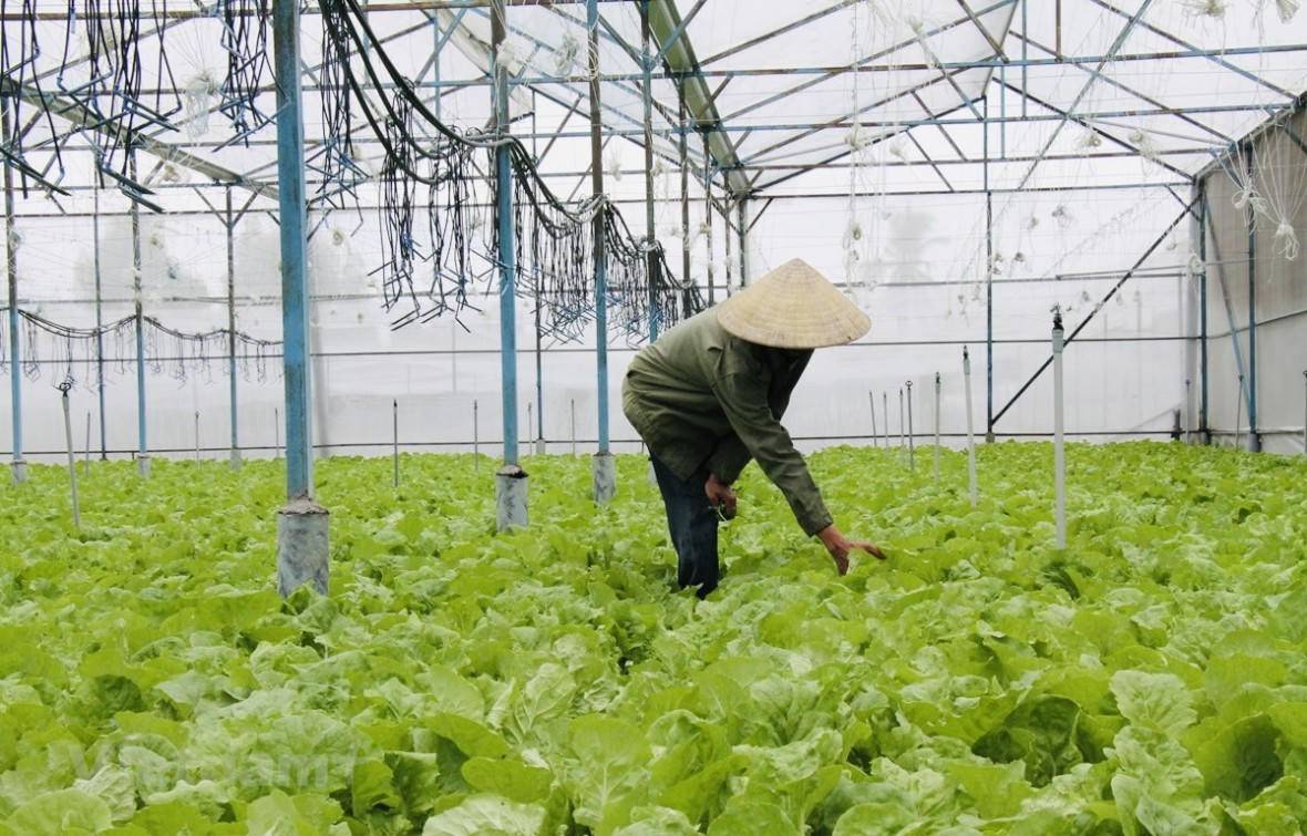 TP. Hồ Chí Minh thúc đẩy đào tạo “nông dân số”, phấn đấu hơn 85% lao động có việc làm
