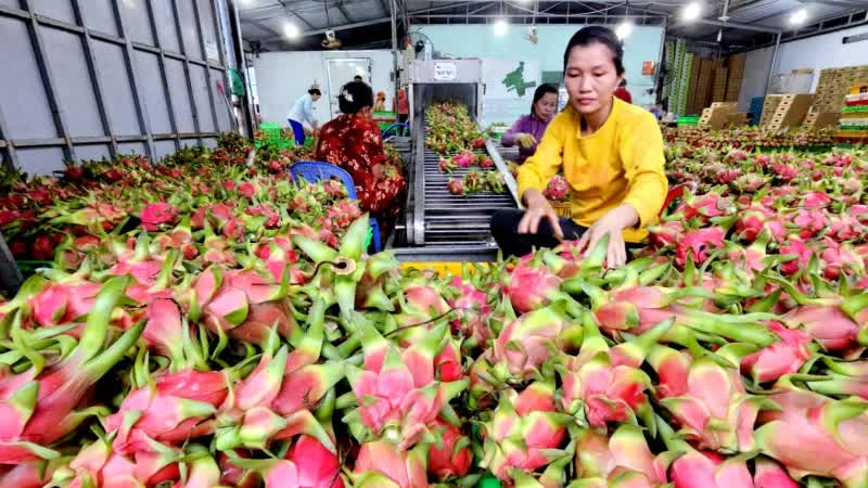 Xuất khẩu Lâm Đồng 2026: Khi tiêu chuẩn xanh là "giấy thông hành" bứt phá 3,59 tỷ USD