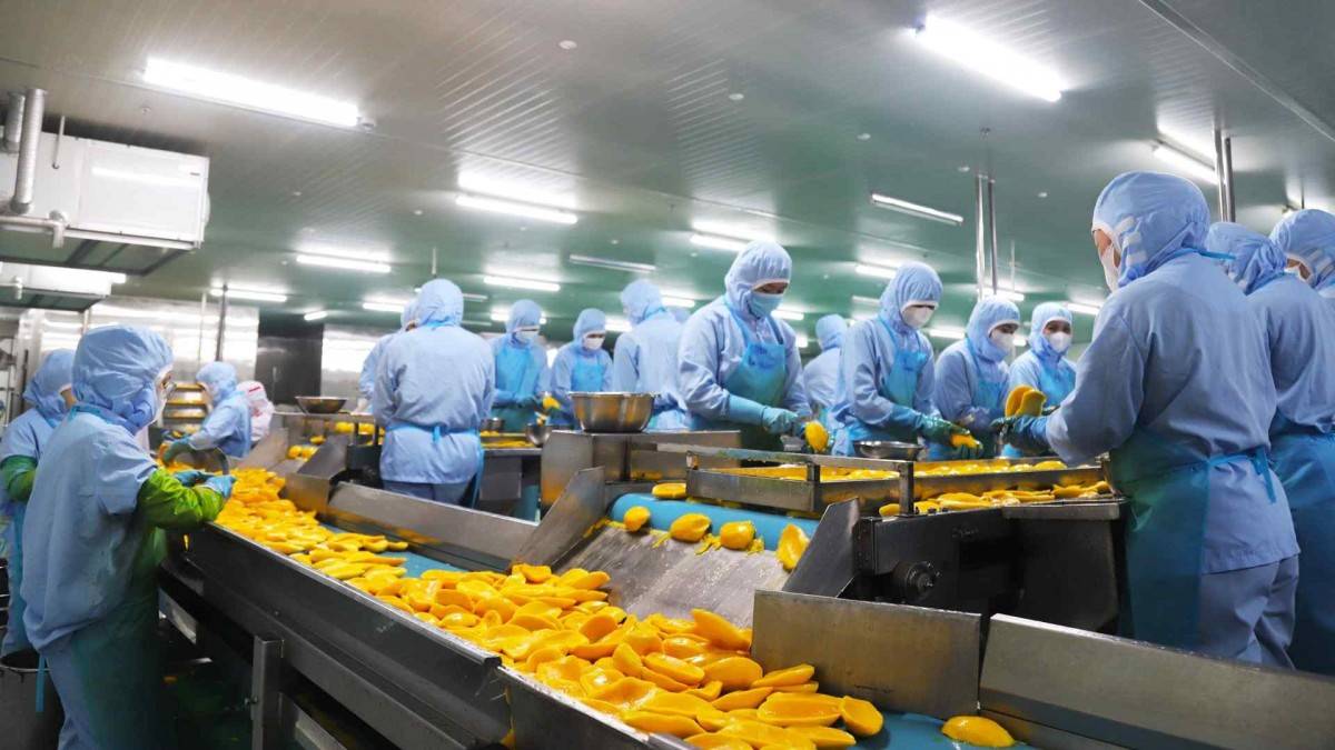 Xuất khẩu Lâm Đồng 2026: Khi tiêu chuẩn xanh là "giấy thông hành" bứt phá 3,59 tỷ USD