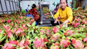 Xuất khẩu Lâm Đồng 2026: Khi tiêu chuẩn xanh là "giấy thông hành" bứt phá 3,59 tỷ USD