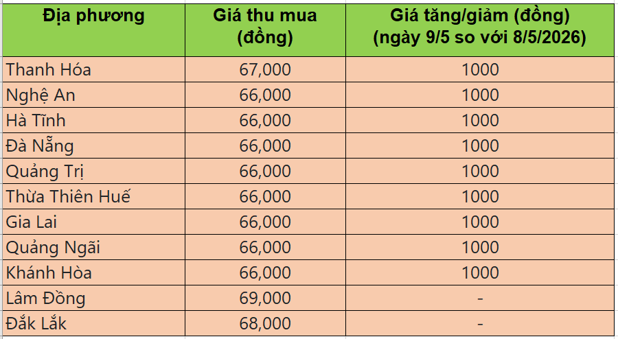 Bảng giá heo hơi tại miền Trung - Tây Nguyên hôm nay 9/5/2026