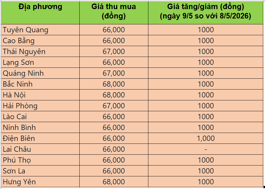 Bảng giá heo hơi tại miền Bắc hôm nay 9/5/2026