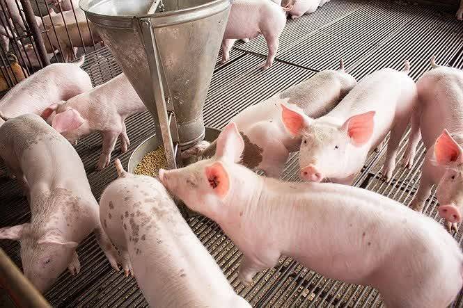 Cuộc đua nuôi heo công nghiệp: ‘Ông lớn’ tái định hình ngành chăn nuôi