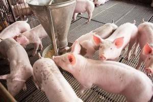 Cuộc đua nuôi heo công nghiệp: ‘Ông lớn’ tái định hình ngành chăn nuôi