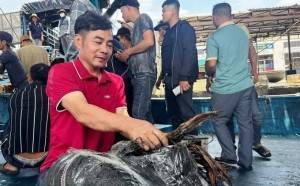 Ngư dân Quảng Ngãi thu bạc tỷ sau chuyến biển nhờ giá mực xà tăng cao