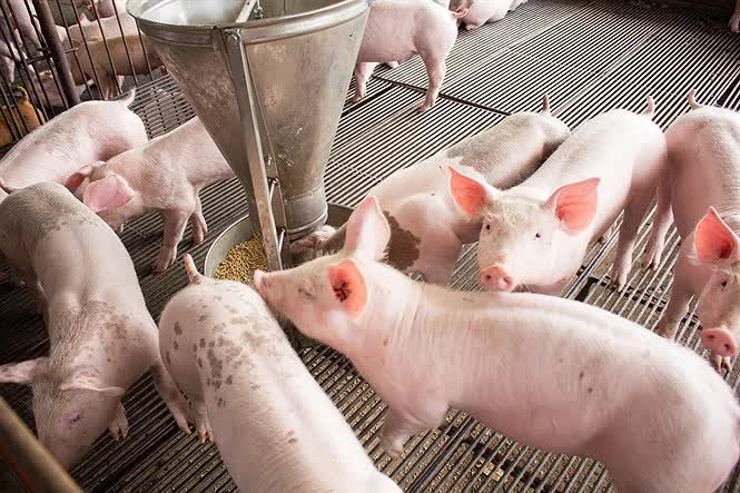 Cuộc đua nuôi heo công nghiệp: ‘Ông lớn’ tái định hình ngành chăn nuôi