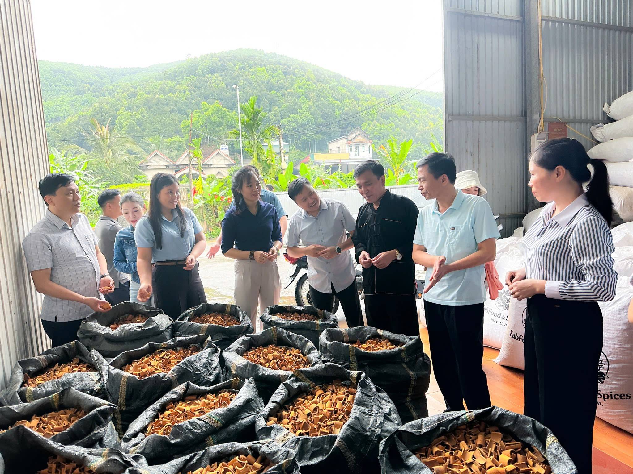 Lào Cai thúc đẩy phát triển quế hữu cơ, mở hướng thu hút đầu tư chế biến sâu