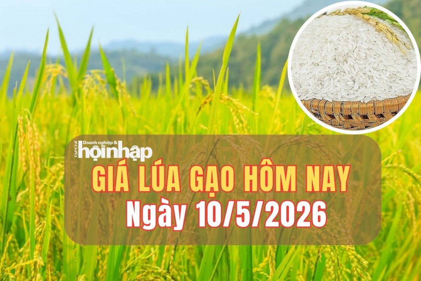 Giá lúa gạo hôm nay 10/5/2026: Giá lúa gạo ổn định