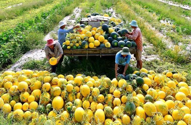 Đa dạng hóa sinh kế giúp nông hộ Đồng bằng sông Cửu Long tăng thu nhập và thích ứng biến đổi khí hậu