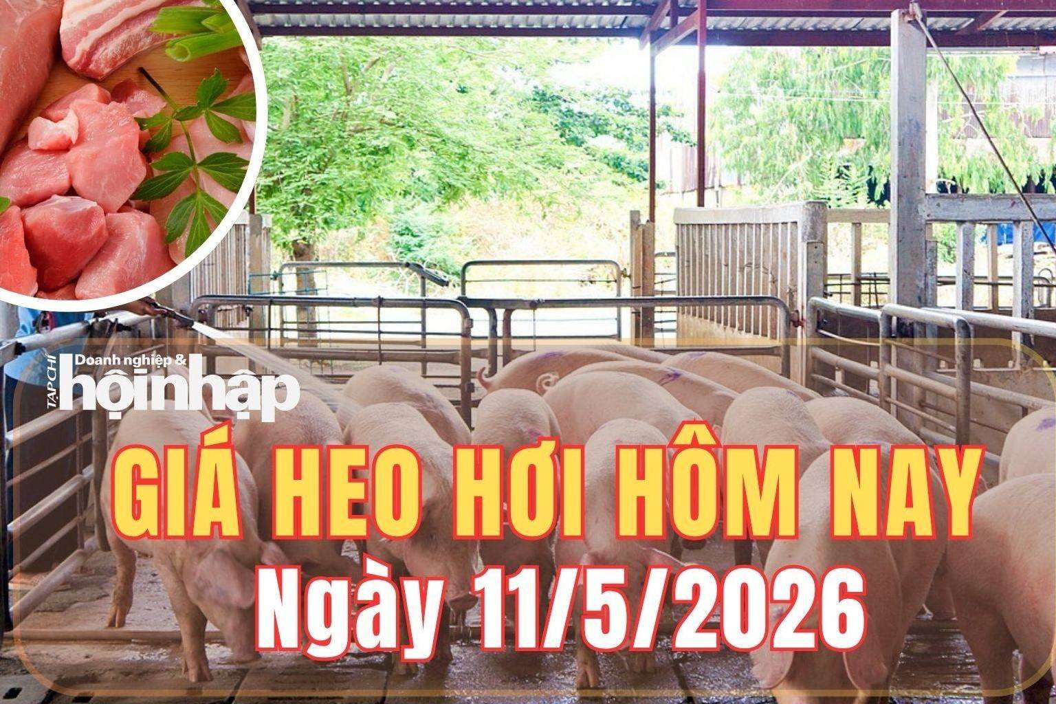 Giá heo hơi hôm nay 11/5/2026: Giá heo hơi tại miền Bắc và miền Trung tiếp tục tăng
