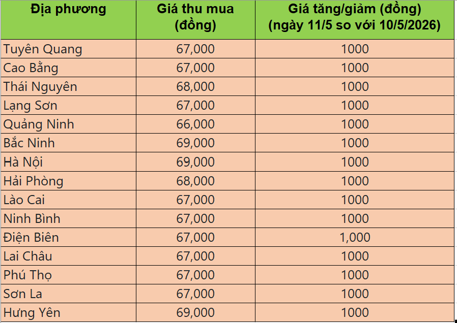 Bảng giá heo hơi tại miền Bắc hôm nay 11/5/2026
