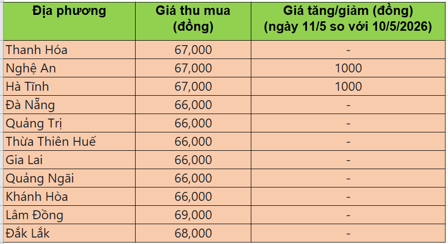 Bảng giá heo hơi tại miền Trung - Tây Nguyên hôm nay 11/5/2026
