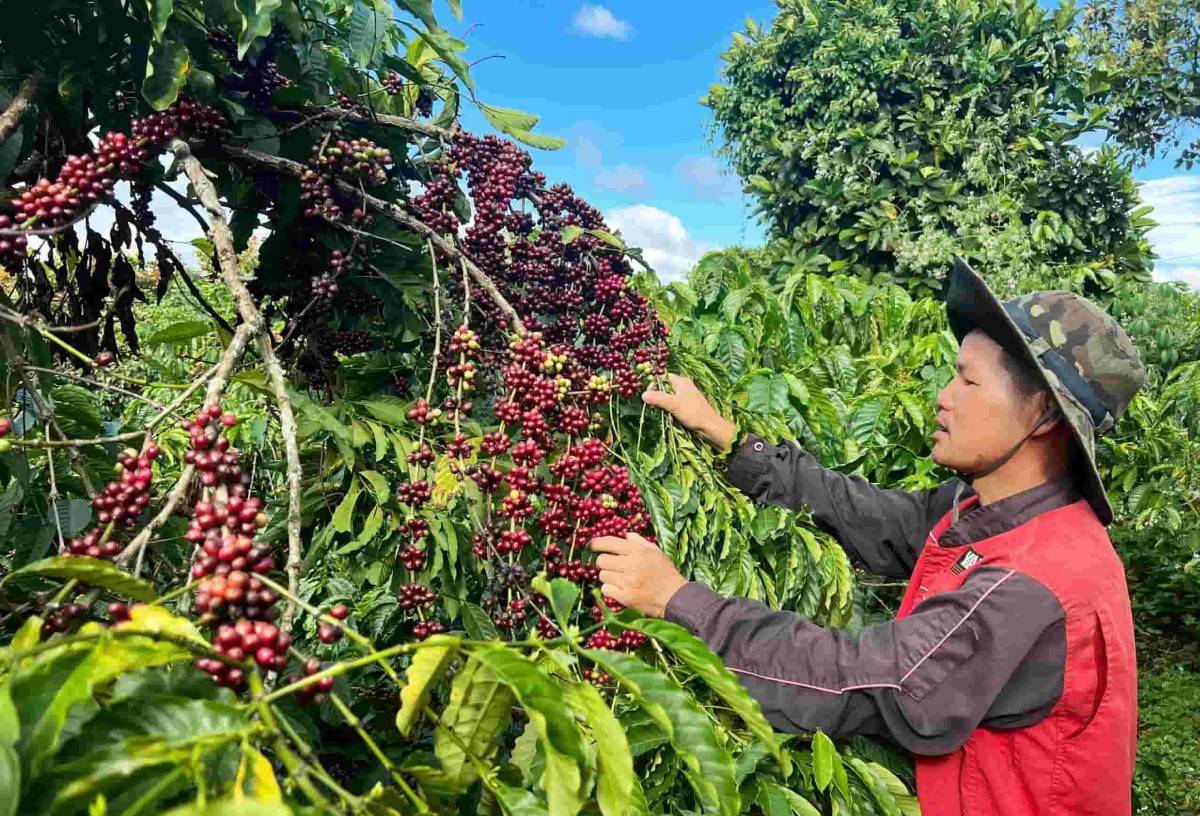 Quy hoạch liên kết vùng và chiến lược “xanh hóa” mở đường cho nông sản Lâm Đồng