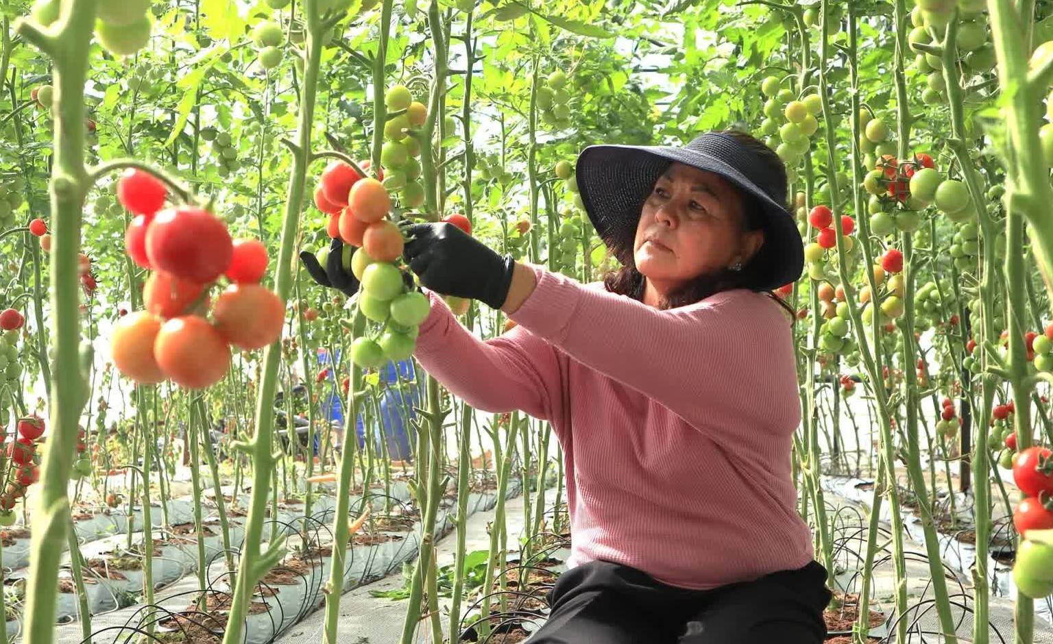 Quy hoạch liên kết vùng và chiến lược “xanh hóa” mở đường cho nông sản Lâm Đồng