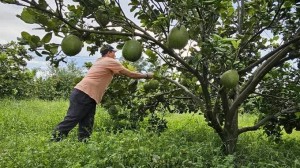 Thái Nguyên: Chuyển đổi nông nghiệp nâng cao giá trị trên từng đơn vị đất canh tác