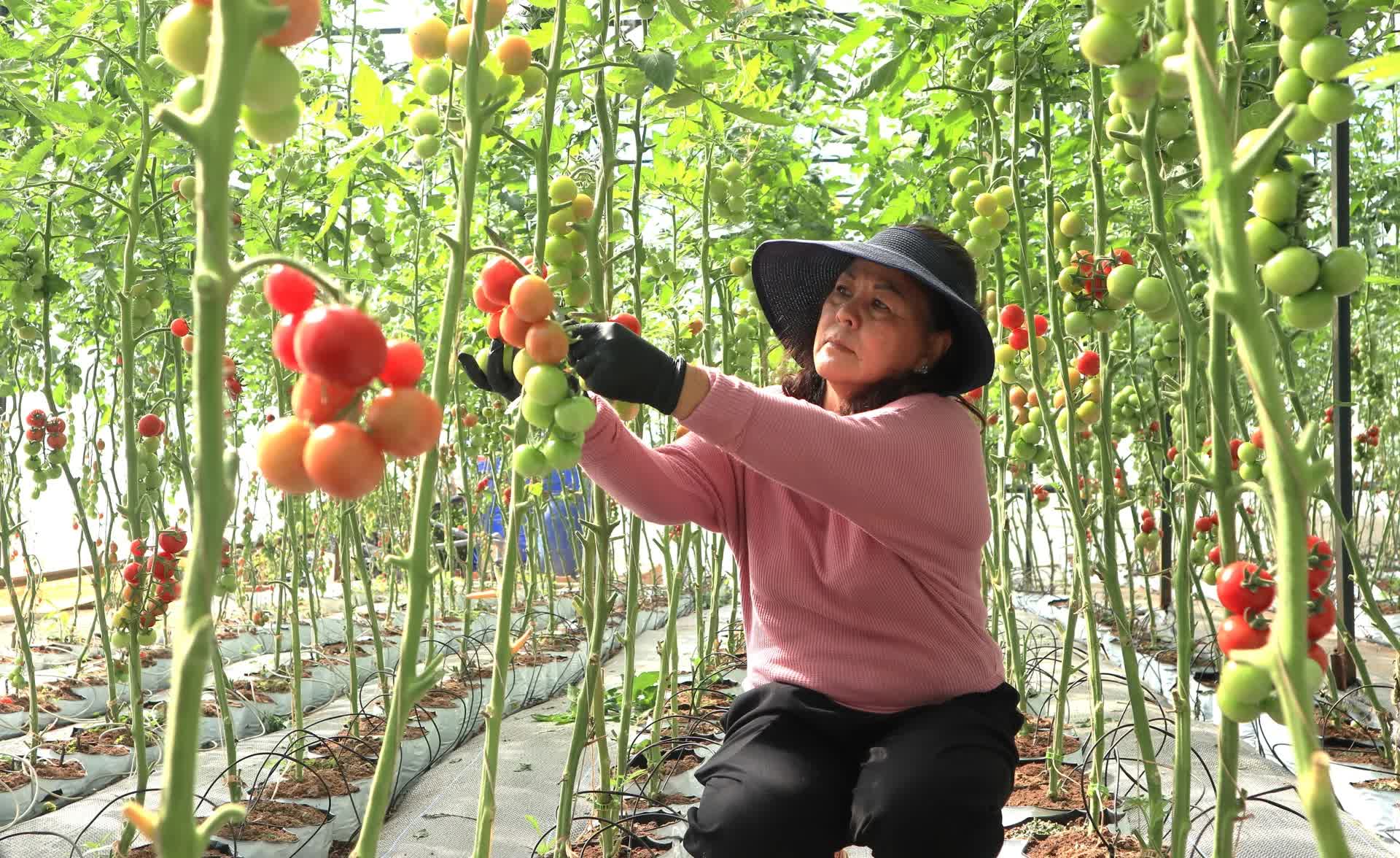 Quy hoạch liên kết vùng và chiến lược “xanh hóa” mở đường cho nông sản Lâm Đồng