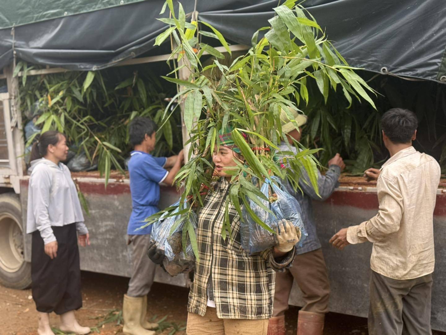 Tre ngọt gieo hy vọng đổi thay cuộc sống của đồng bào dân tộc trên những vùng đồi Lào Cai