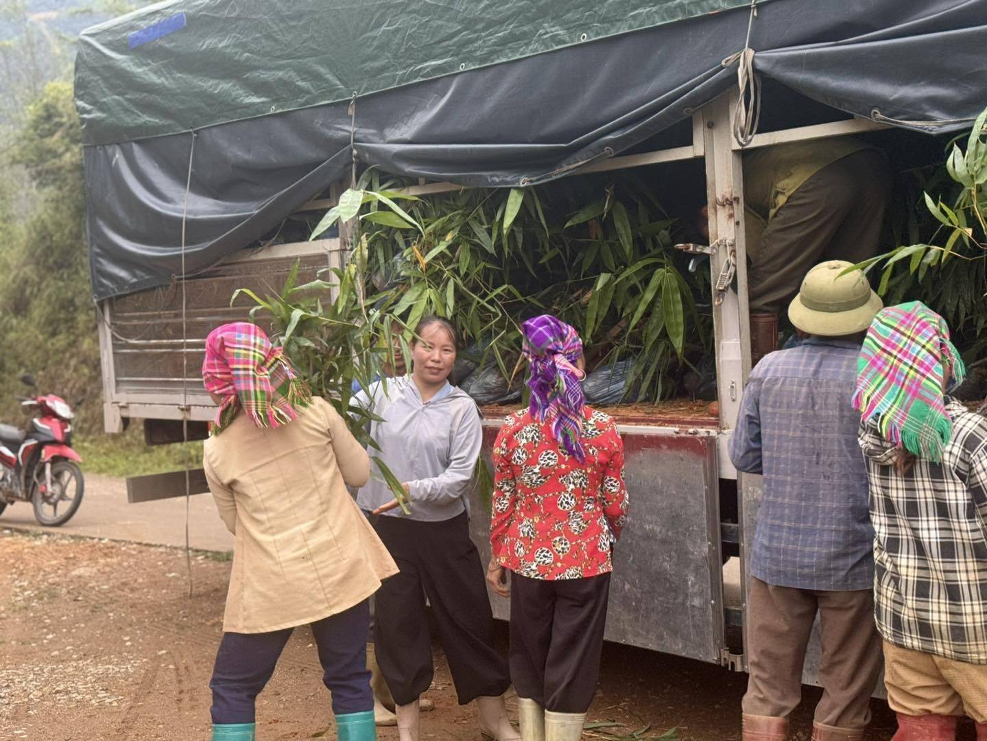 Tre ngọt gieo hy vọng đổi thay cuộc sống của đồng bào dân tộc trên những vùng đồi Lào Cai