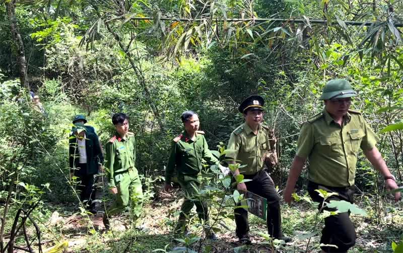 Hạt Kiểm lâm Mường Lát phối hợp với lực lượng chức năng tăng cường tuần tra, bảo vệ rừng khu vực biên giới.