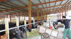 Sơn La tạo đòn bẩy kinh tế nông thôn từ chuyển đổi sản xuất
