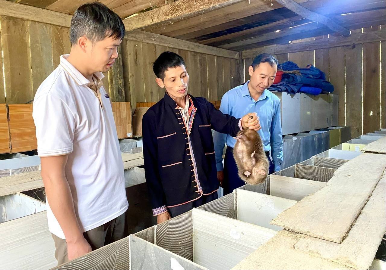 Lào Cai: Phong Dụ Thượng tạo đột phá kinh tế từ quế, thủy sản lạnh và du lịch xanh vùng cao