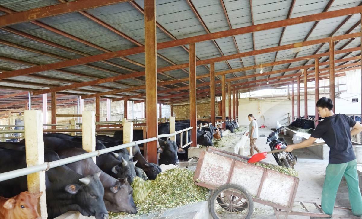 Sơn La tạo đòn bẩy kinh tế nông thôn từ chuyển đổi sản xuất