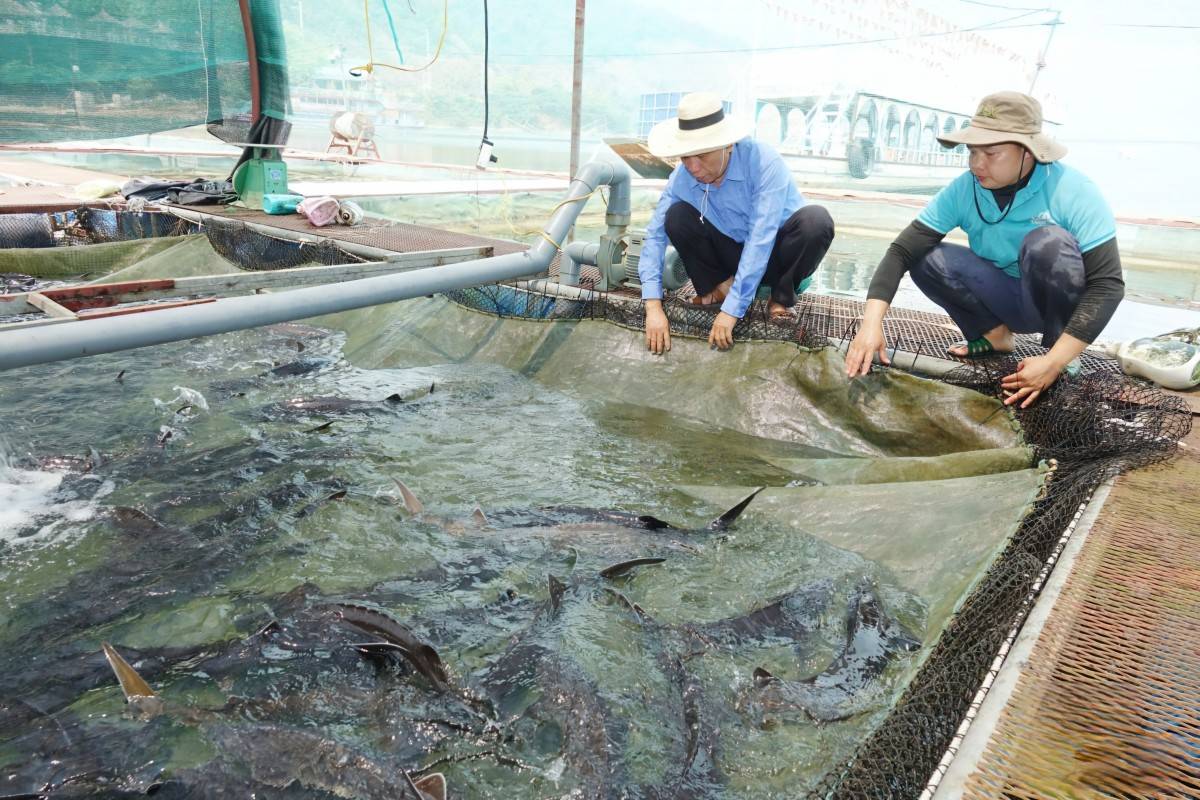 Sơn La tạo đòn bẩy kinh tế nông thôn từ chuyển đổi sản xuất