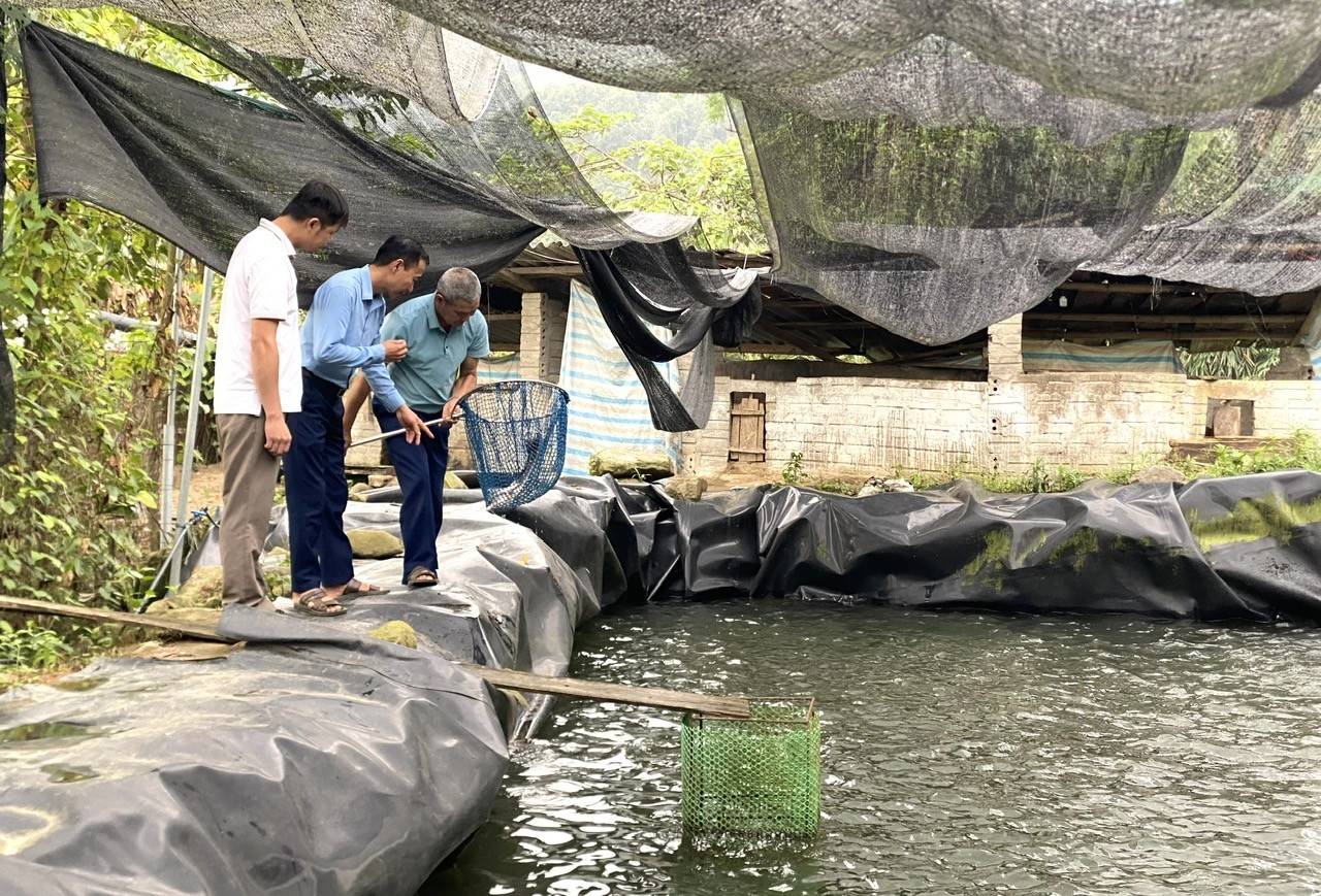 Lào Cai: Phong Dụ Thượng tạo đột phá kinh tế từ quế, thủy sản lạnh và du lịch xanh vùng cao