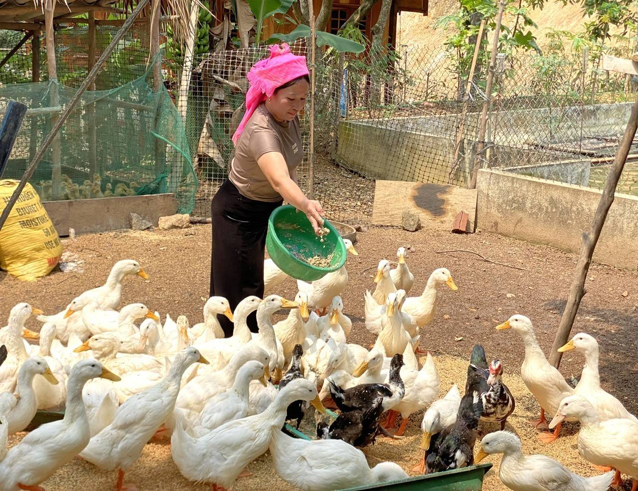 Lào Cai: Phong Dụ Thượng tạo đột phá kinh tế từ quế, thủy sản lạnh và du lịch xanh vùng cao