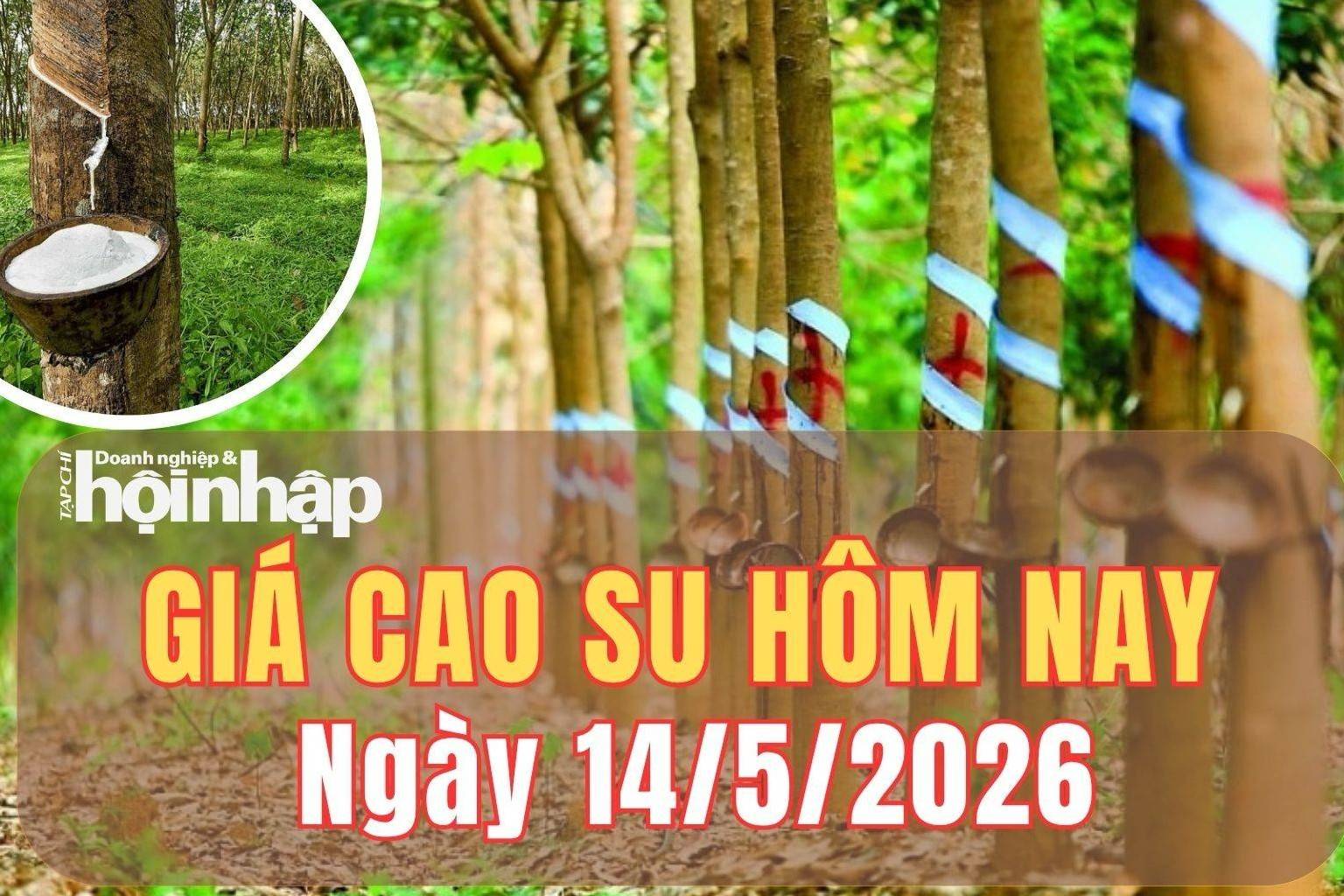 Giá cao su hôm nay 14/5/2026: Giá cao su trên sàn SHFE đồng loạt tăng