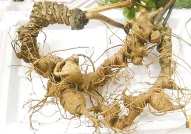 Đà Nẵng thúc đẩy ngành dược liệu, đưa sâm Ngọc Linh thành động lực kinh tế vùng cao