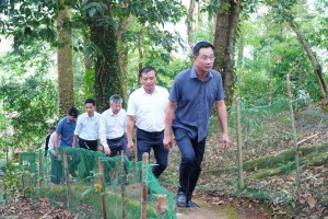 Đà Nẵng thúc đẩy ngành dược liệu, đưa sâm Ngọc Linh thành động lực kinh tế vùng cao