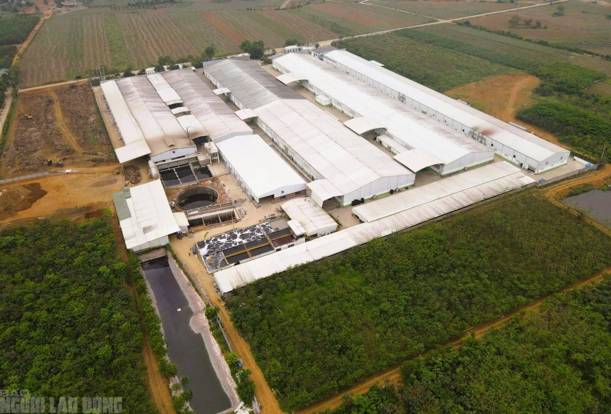 Thanh Hóa: Phạt công ty xả thải làm ô nghiễm nguồn nước 1,547 tỷ đồng