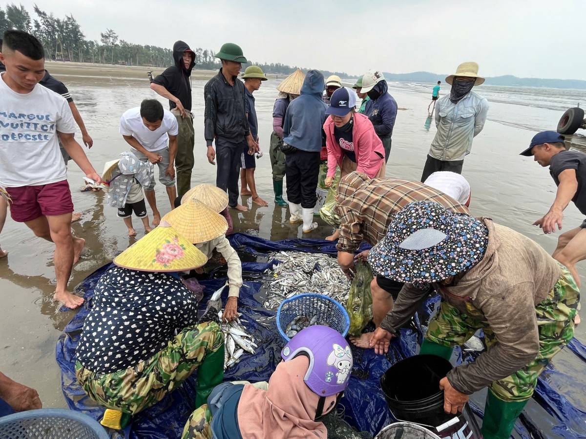 Nhộn nhịp mùa kéo lưới ở biển Sầm Sơn: Cá tôm vừa cập bờ đã có người chờ mua