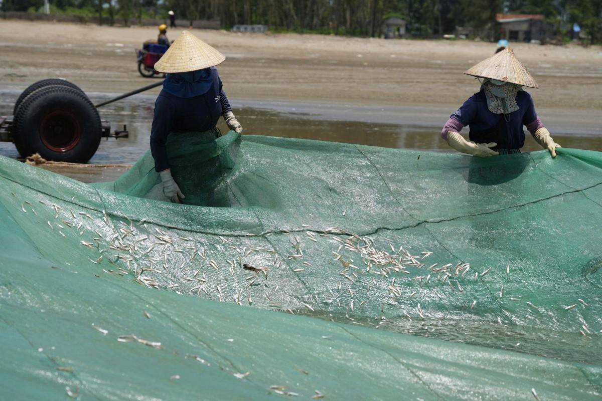 Nhộn nhịp mùa kéo lưới ở biển Sầm Sơn: Cá tôm vừa cập bờ đã có người chờ mua