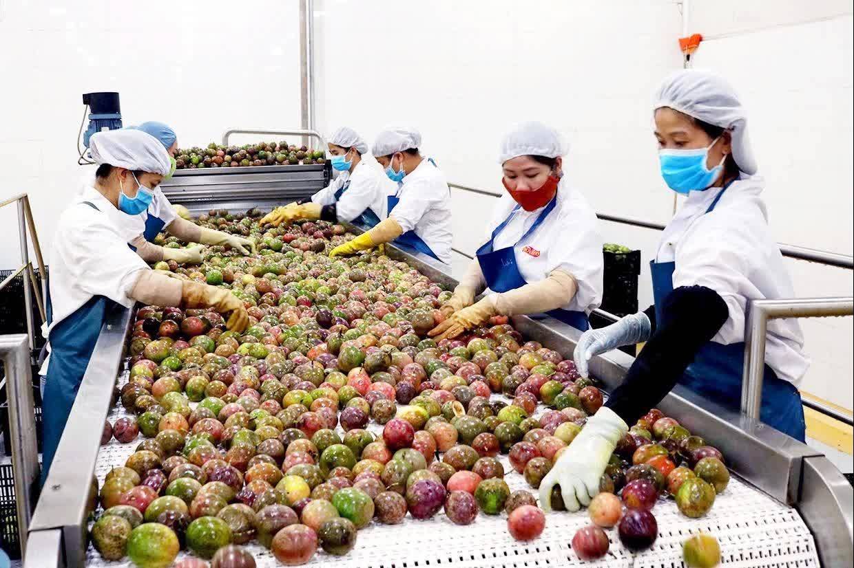 Xuất khẩu bưởi, chanh sang Trung Quốc: Vùng trồng phải được GACC cấp phép