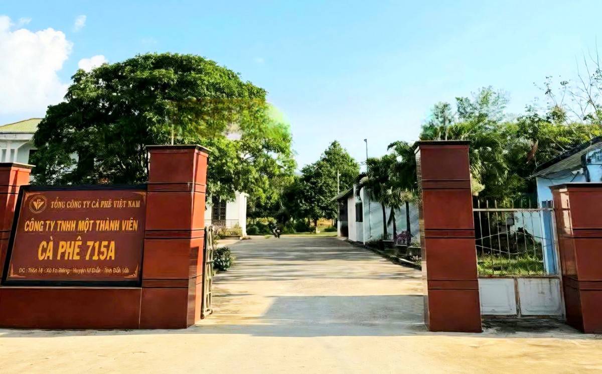 Công ty TNHH một thành viên Cà phê 715A có đất giao về cho địa phương  quản lý từ nhiều năm trước. Ảnh minh hoạ.