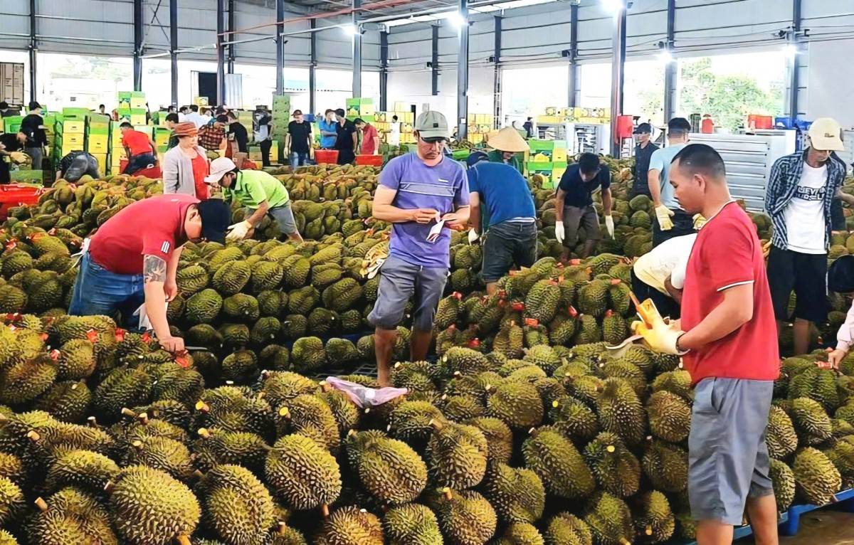 Quản lý chặt chẽ MSVT, MSCSĐG và kiểm nghiệm sẽ tạo cơ hội  cho nông sản Việt Nam “xuất ngoại” ngày càng nhiều hơn.