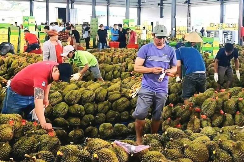 Cần có những giải pháp hữu hiệu quản lý mã số vùng trồng và kiểm nghiệm nông sản xuất khẩu