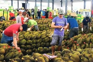 Cần có những giải pháp hữu hiệu quản lý mã số vùng trồng và kiểm nghiệm nông sản xuất khẩu