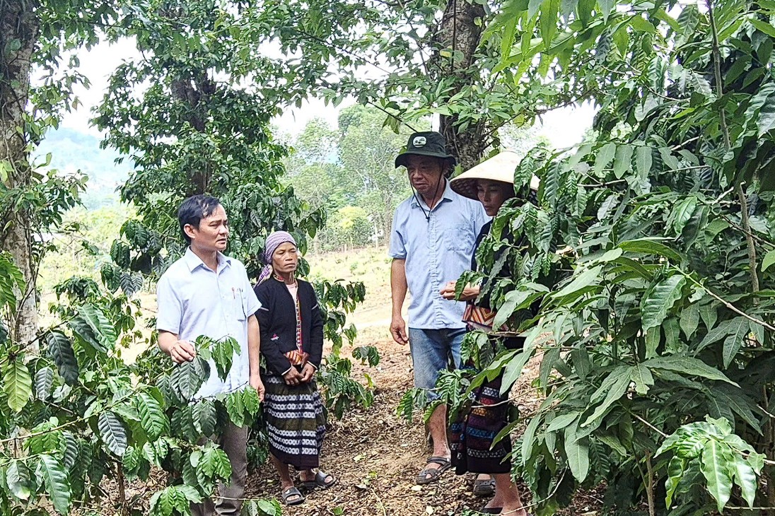 Quảng Trị: Sản xuất cà phê hữu cơ tạo sinh kế ổn định cho người dân vùng cao