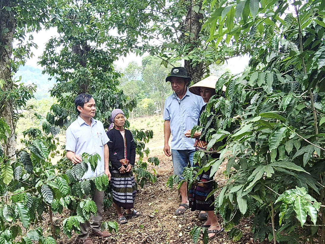 Quảng Trị: Sản xuất cà phê hữu cơ tạo sinh kế ổn định cho người dân vùng cao