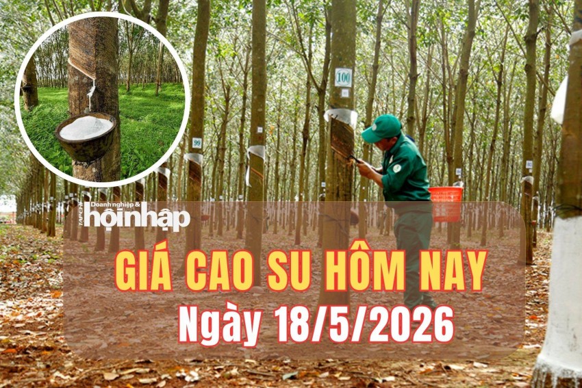 Giá cao su hôm nay 18/5/2026: Giá cao su Thượng Hải giảm mạnh do áp lực bán gia tăng