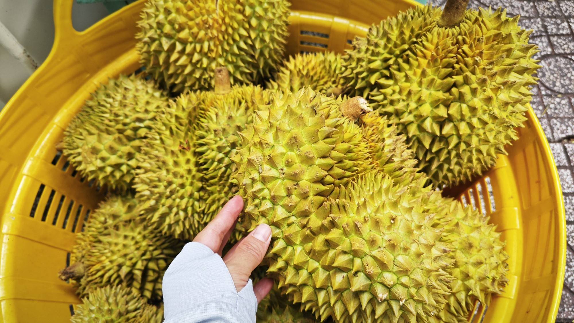 Ấn Độ nới điều kiện kiểm dịch, mở thêm dư địa cho sầu riêng Việt Nam