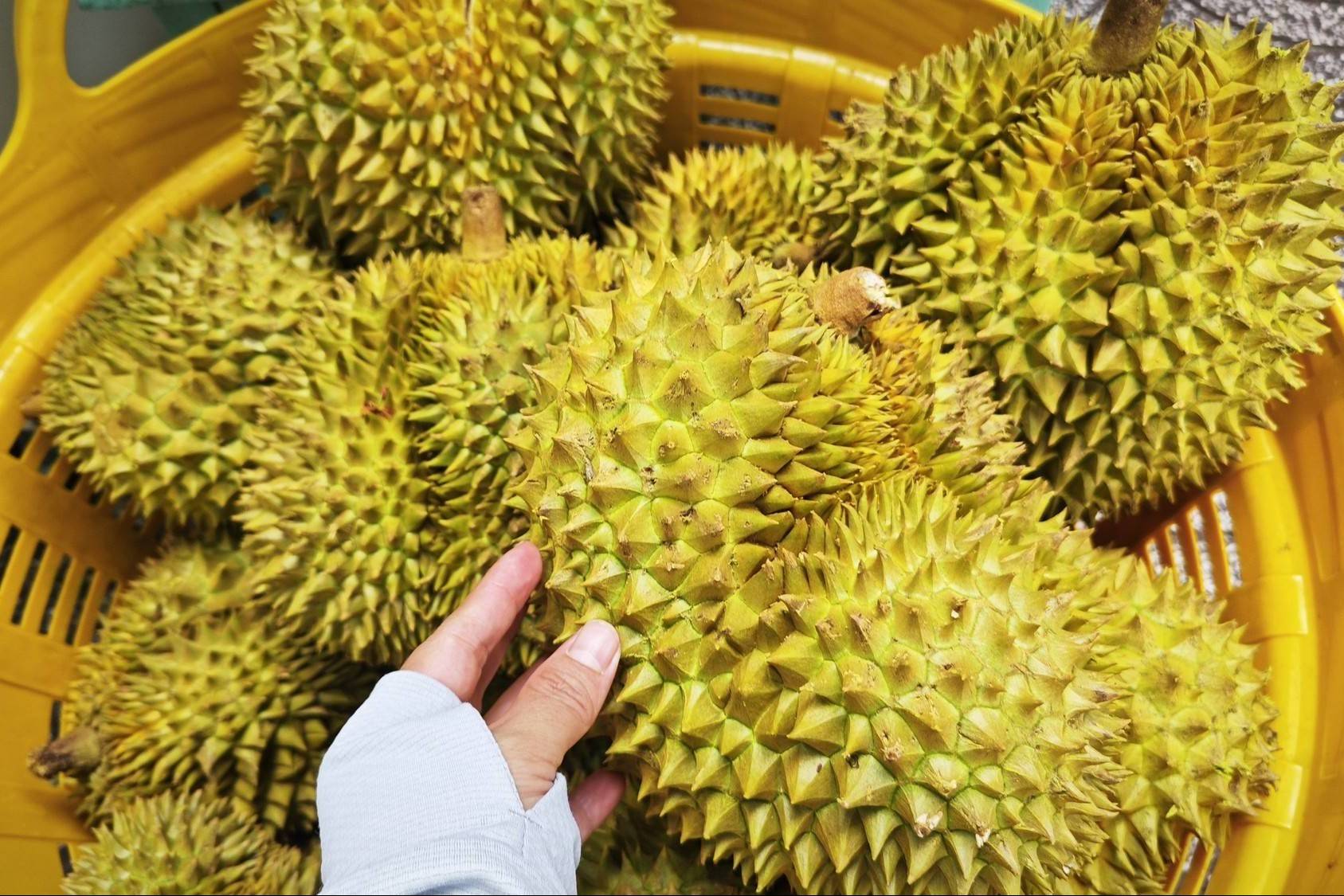 Ấn Độ nới điều kiện kiểm dịch, mở thêm dư địa cho sầu riêng Việt Nam