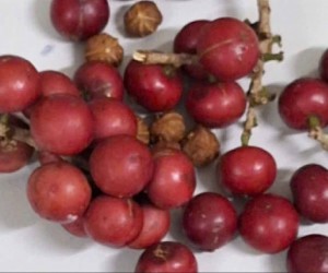 Khẩn trương điều tra, xử lý vụ nghi ngộ độc thực phẩm sau khi ăn quả lạ tại Lai Châu