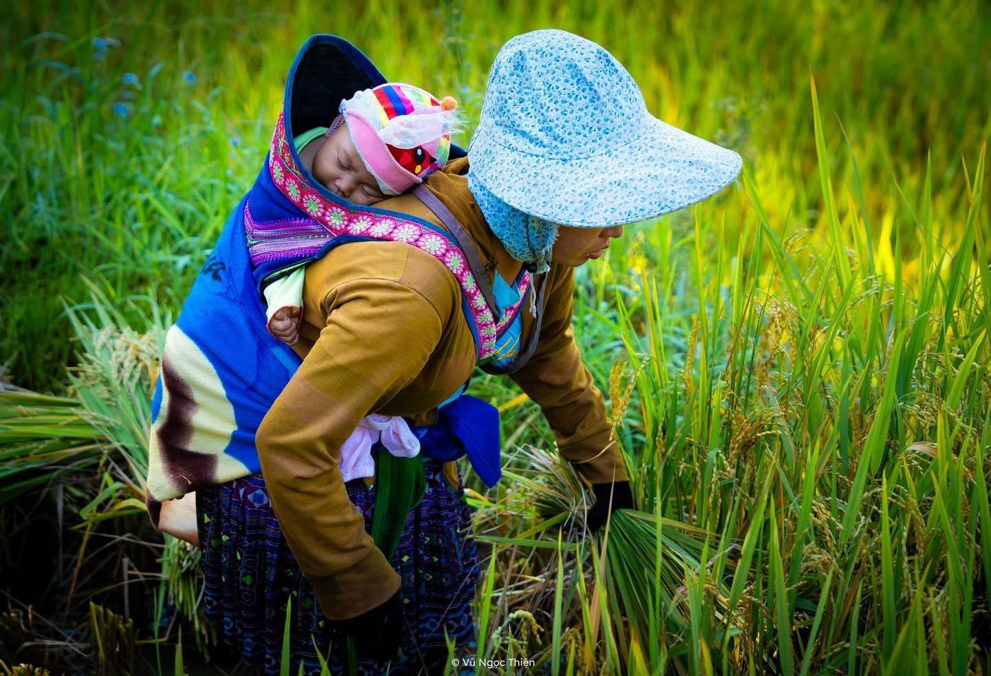 Lào Cai: Mùa vàng rẻo cao và chiến lược phát triển du lịch bền vững